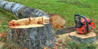 Best Tree Risk Assessment  in Morningside, MD