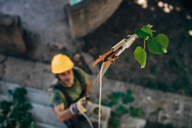 Best Storm Damage Tree Cleanup  in Morningside, MD