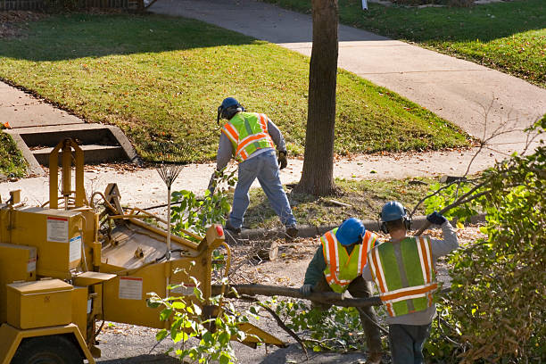 Best Tree Mulching  in Morningside, MD